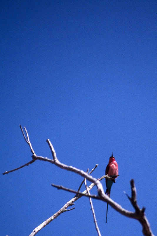 Moremi / Okavango