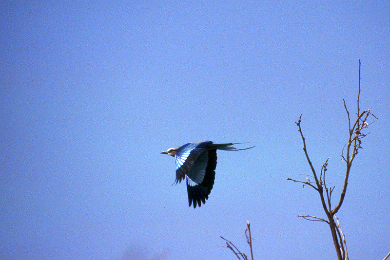 Moremi / Okavango