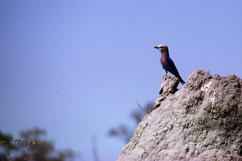 Moremi / Okavango