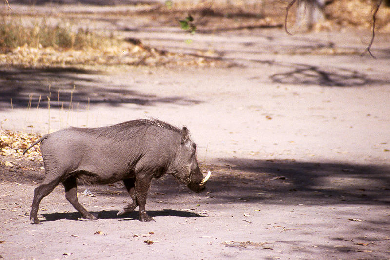 Moremi / Okavango