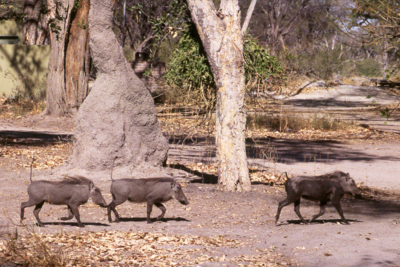 Moremi / Okavango