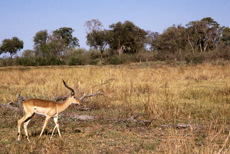 Moremi / Okavango