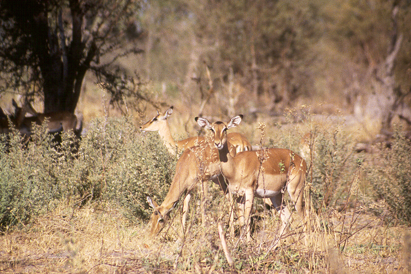 Moremi / Okavango