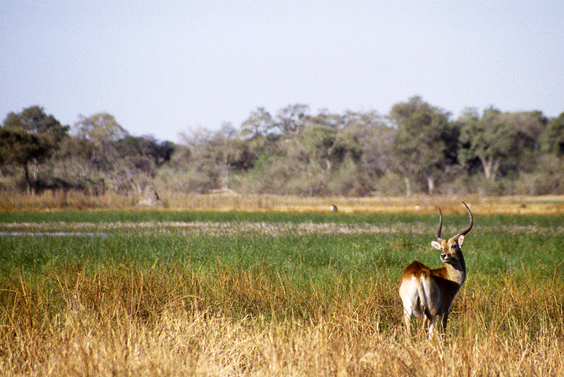 Moremi / Okavango