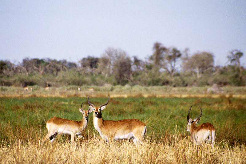 Moremi / Okavango