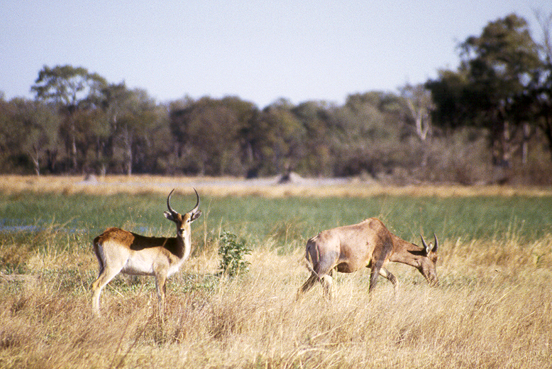 Moremi / Okavango
