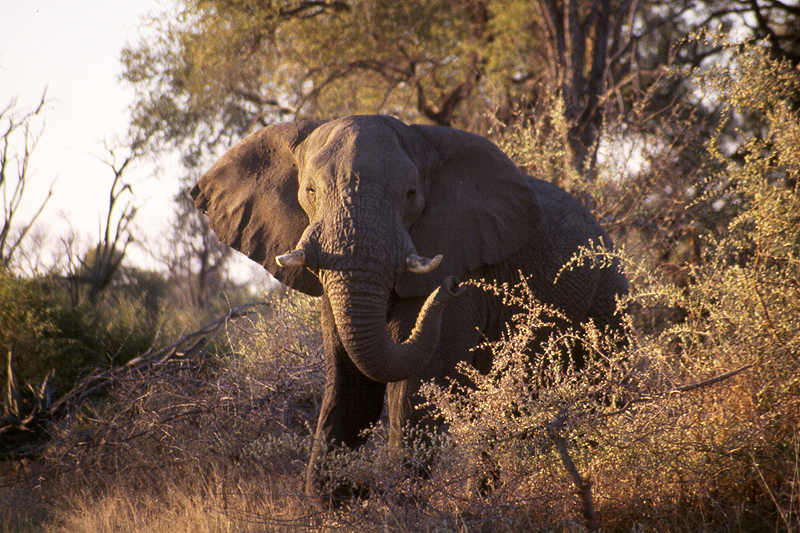 Moremi / Okavango