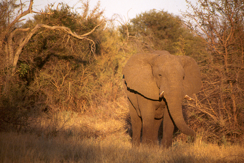 Moremi / Okavango