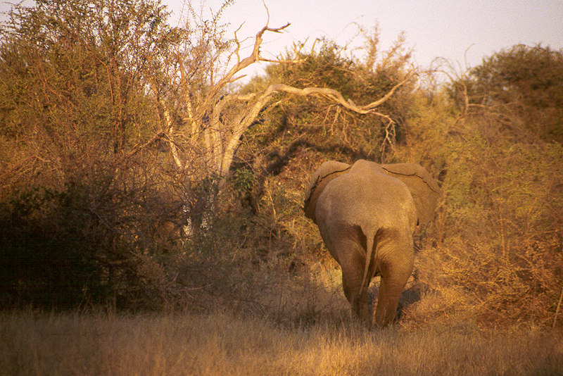 Moremi / Okavango