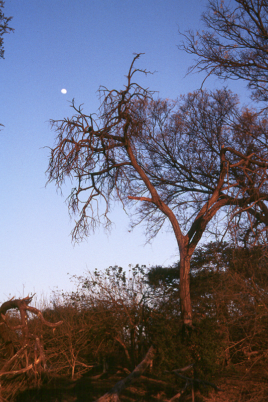 Moremi / Okavango
