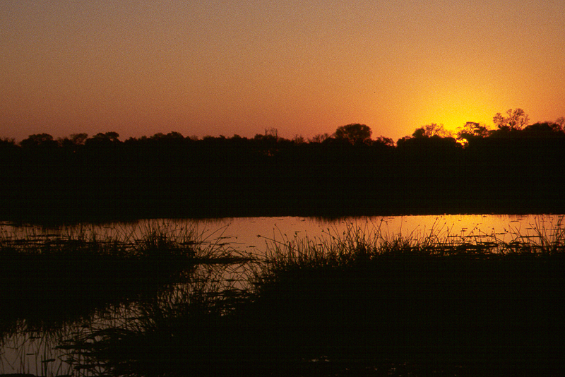 Moremi / Okavango