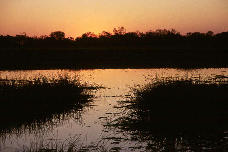Moremi / Okavango