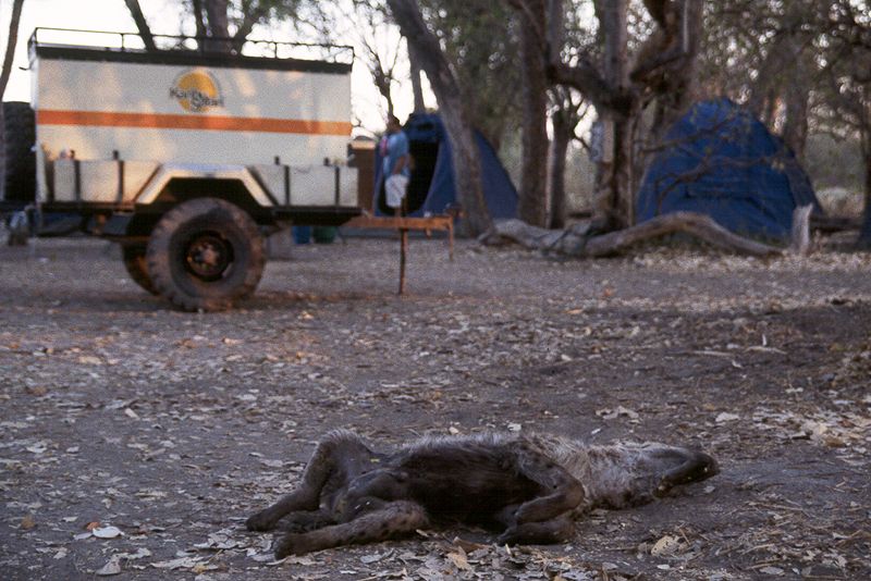 Moremi / Okavango