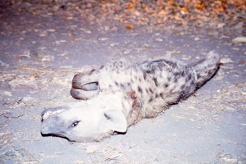 Moremi / Okavango