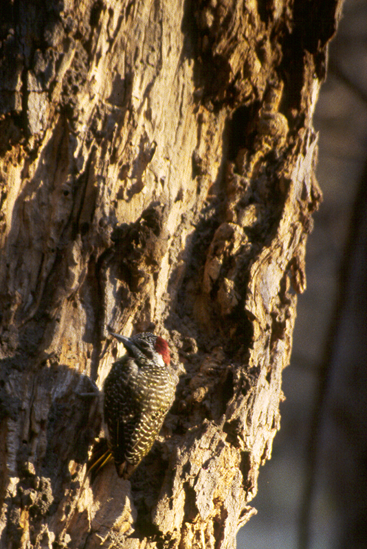 Moremi / Okavango