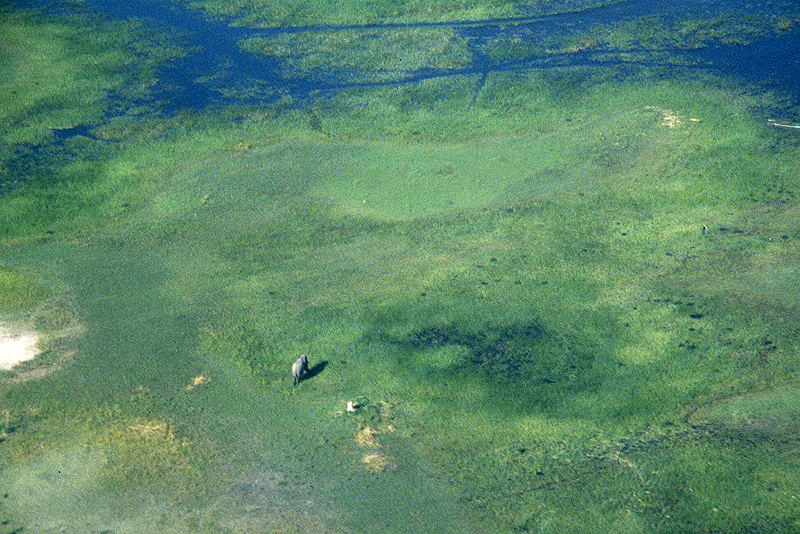 Moremi / Okavango