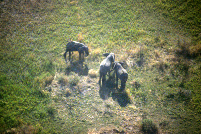 Moremi / Okavango