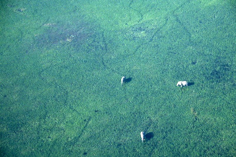 Moremi / Okavango