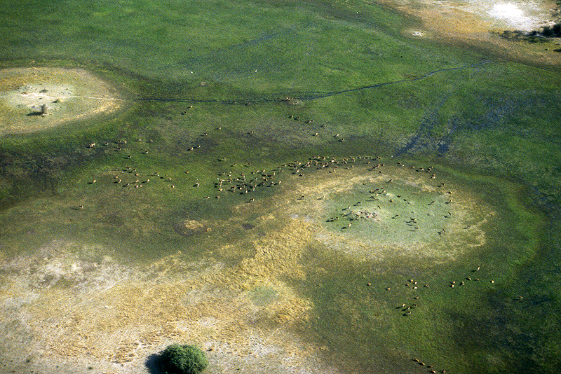 Moremi / Okavango