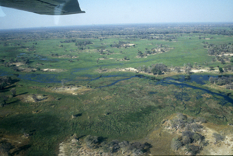 Moremi / Okavango