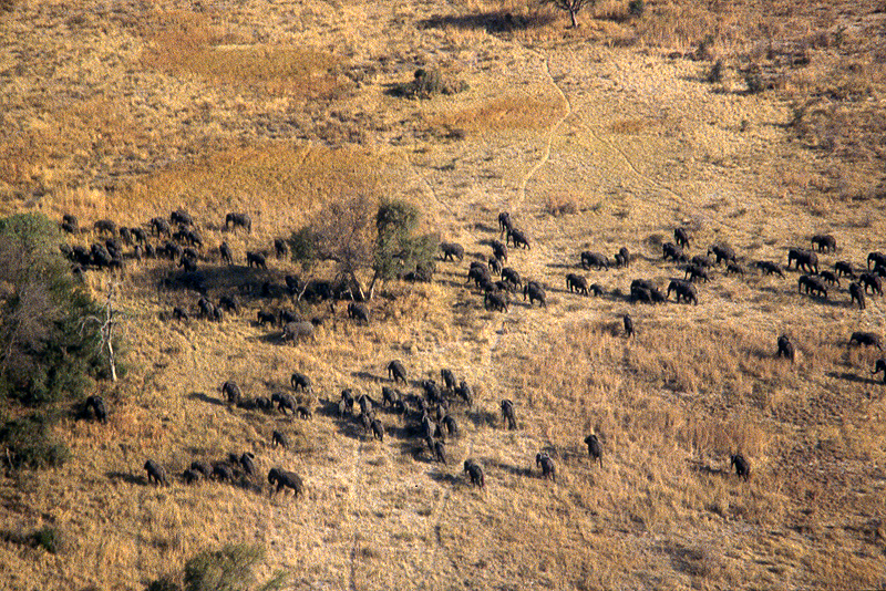 Moremi / Okavango
