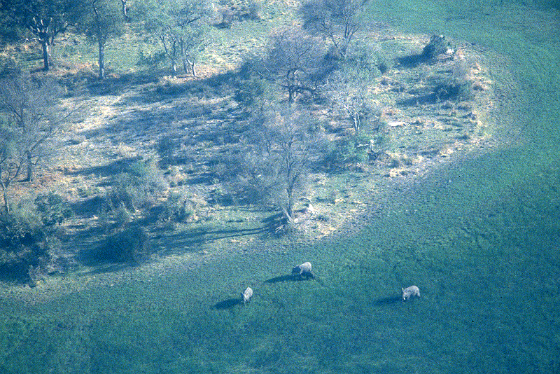 Moremi / Okavango