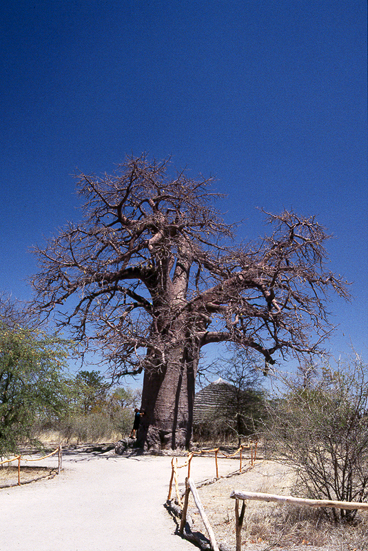Nata