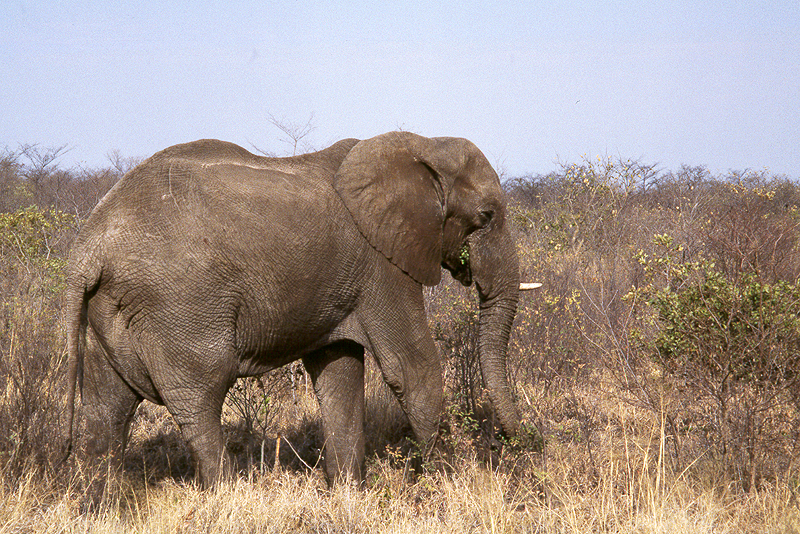 Chobe