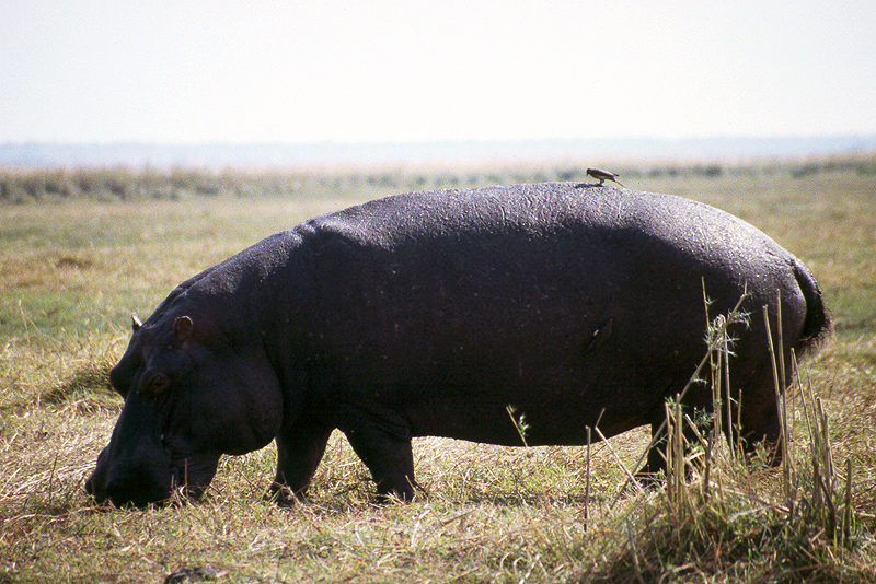 Chobe