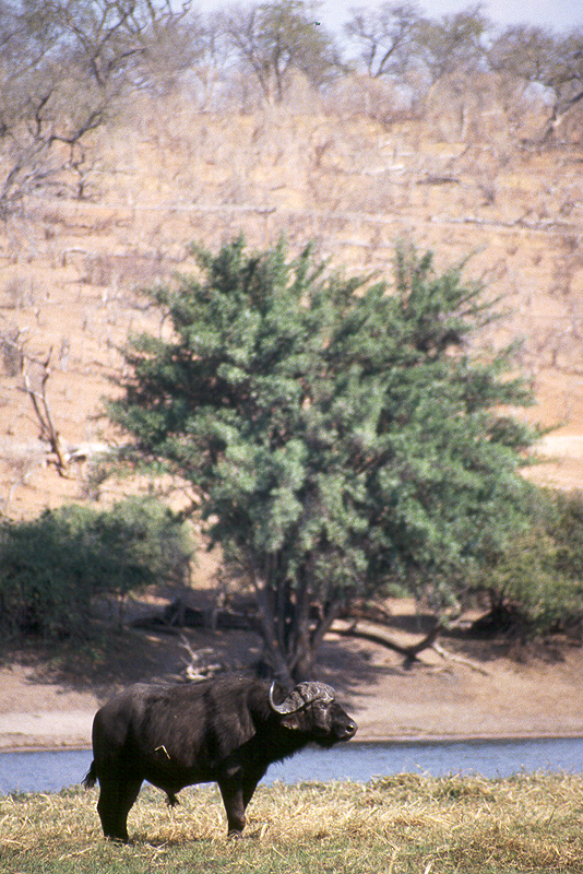 Chobe