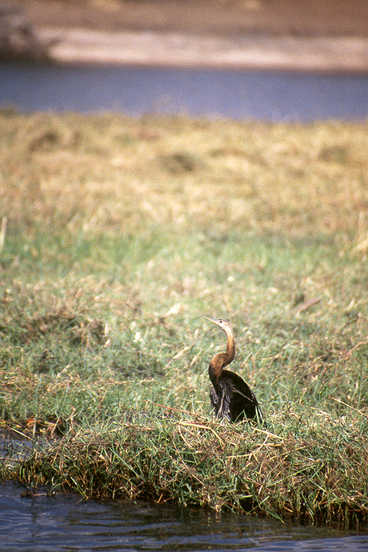 Chobe