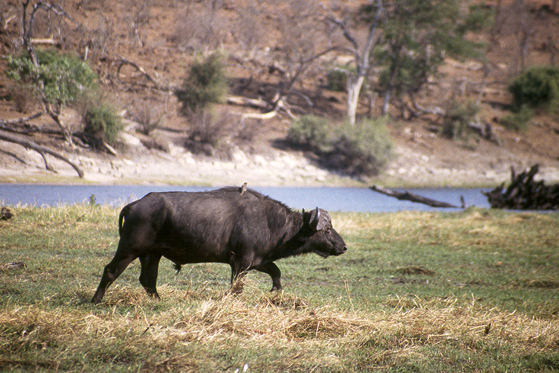 Chobe