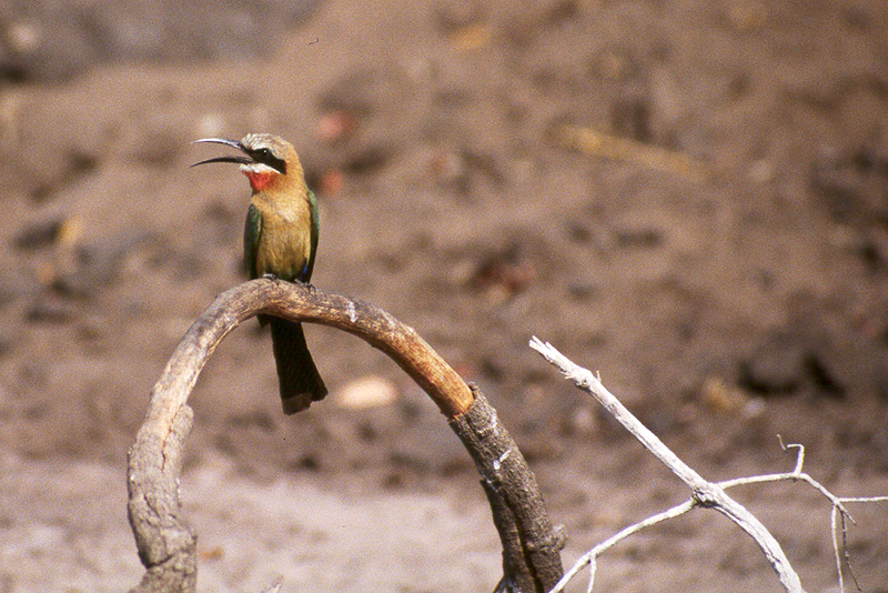 Chobe