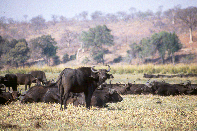 Chobe