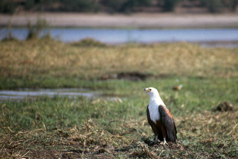 Chobe