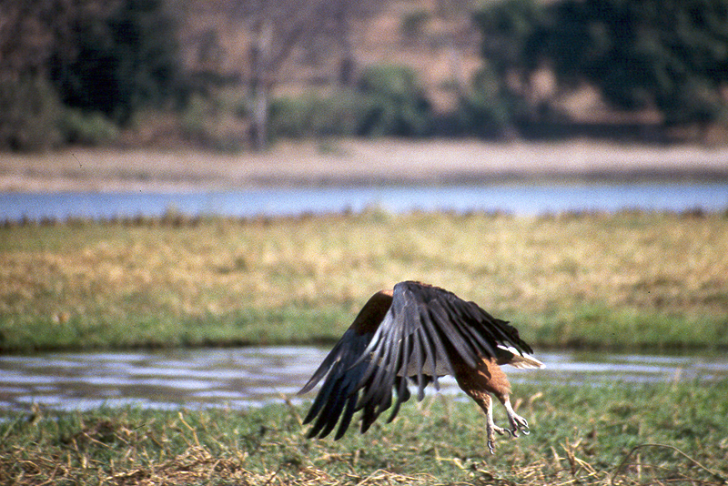 Chobe