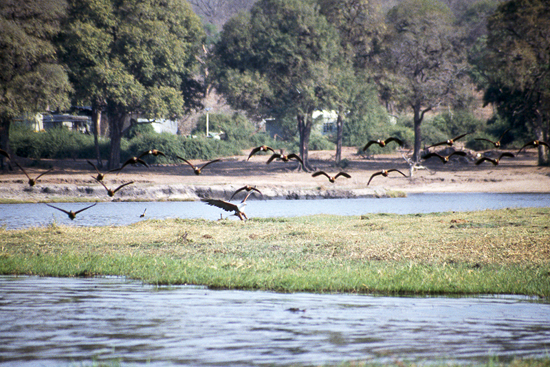 Chobe