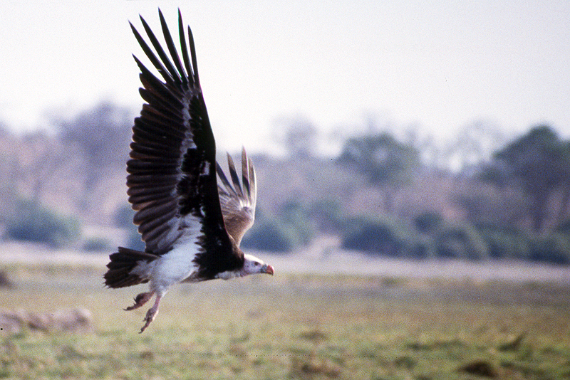 Chobe