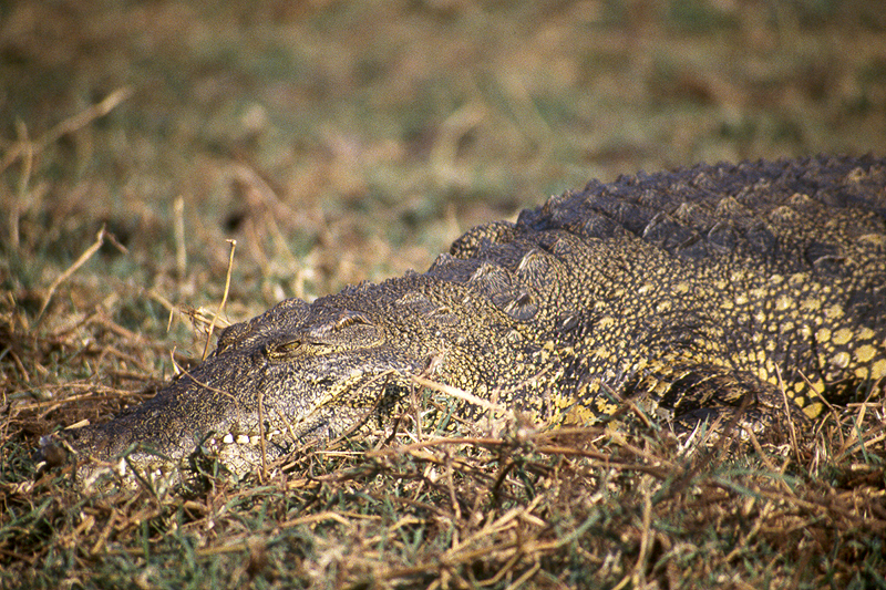 Chobe