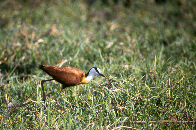 Chobe