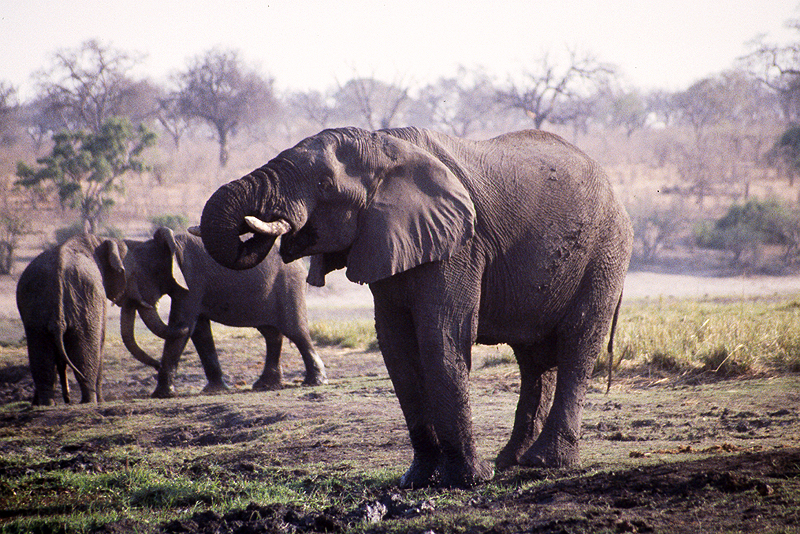 Chobe