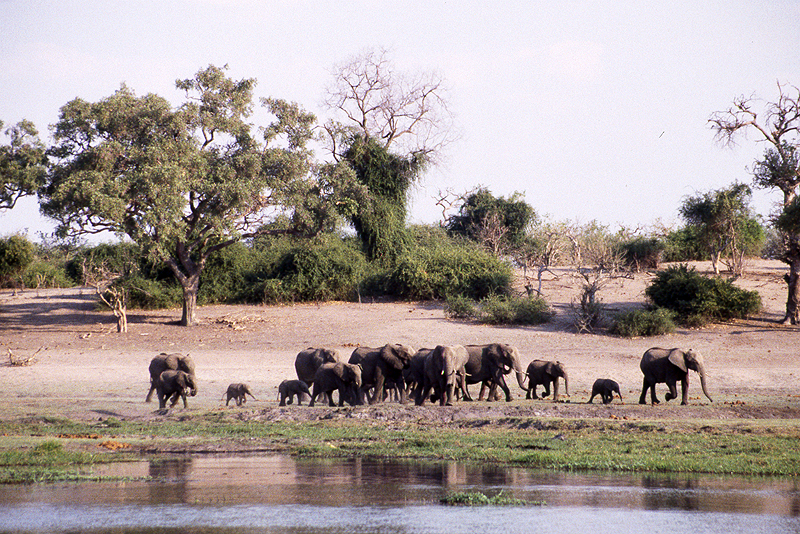 Chobe