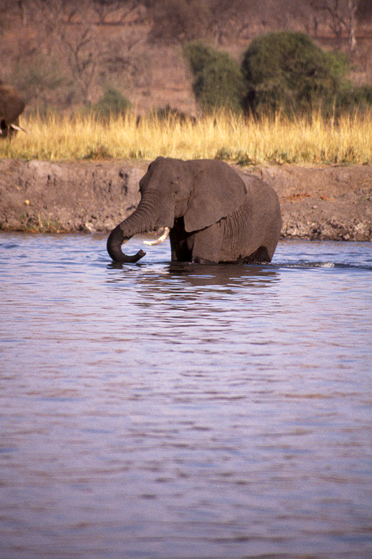 Chobe