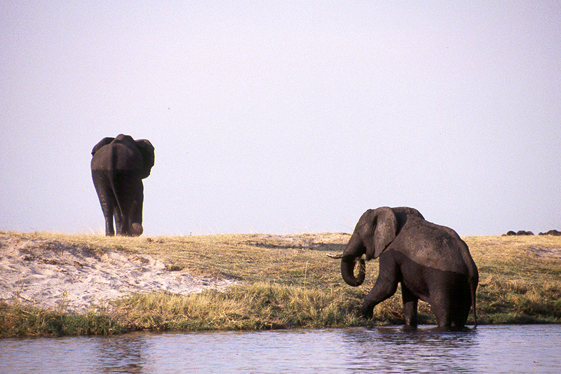 Chobe