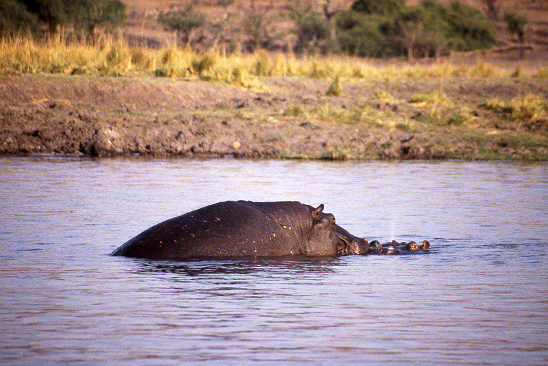 Chobe
