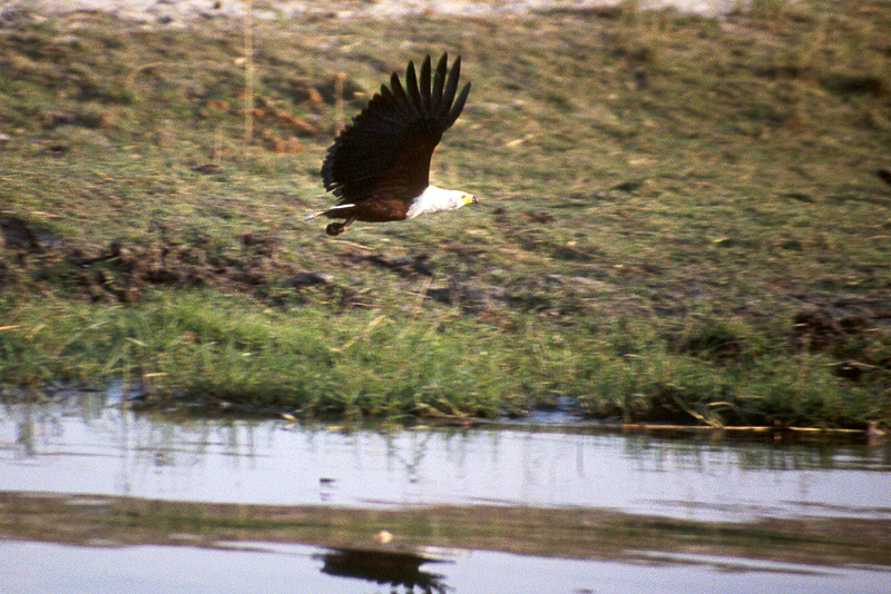Chobe
