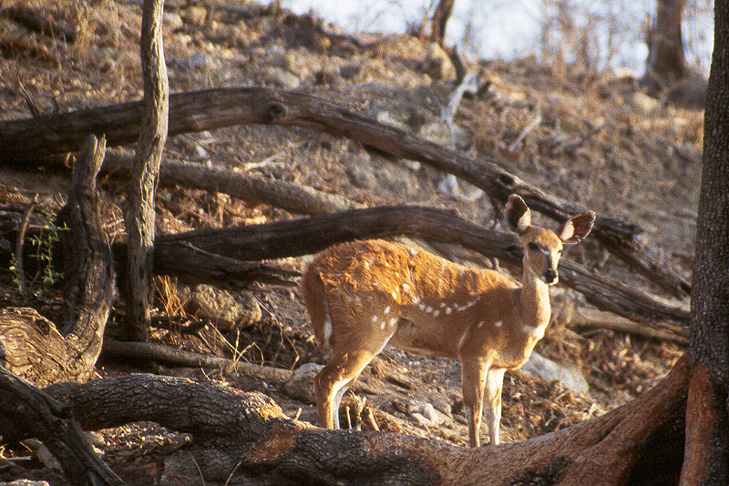 Chobe