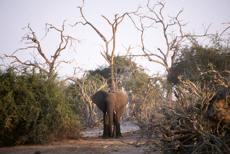 Chobe