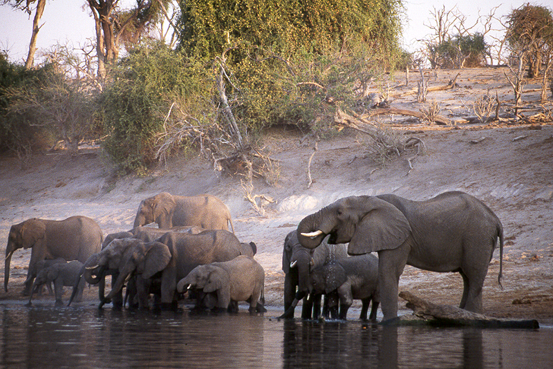 Chobe