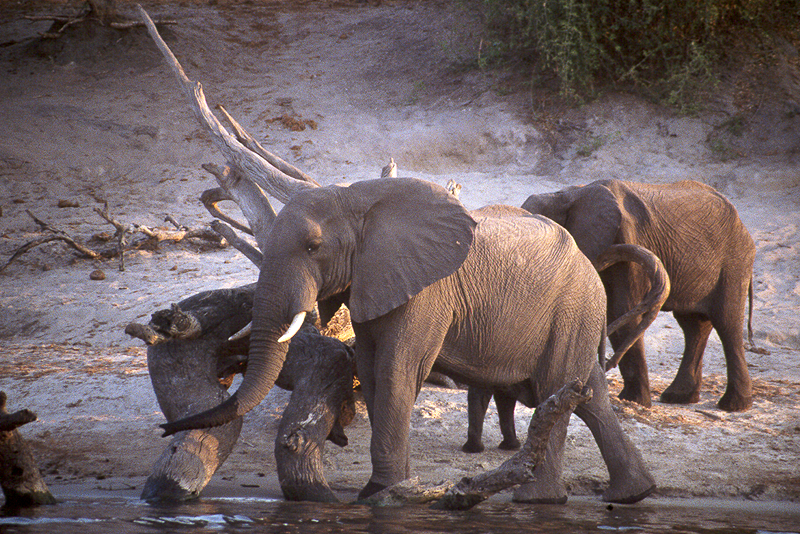 Chobe